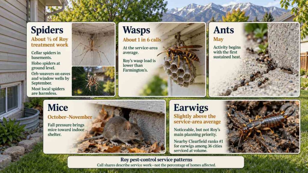 Spiders, wasps, ants and mice the ordinary work